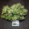 Auto Gorilla Glue, Фасовка: 5, изображение 6